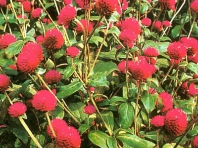 千日紅種子什么時(shí)候播種時(shí)間最佳