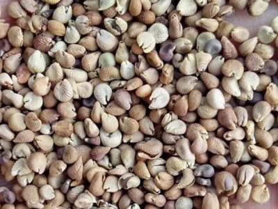 馬洛葵種子什么時(shí)候播種最好