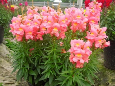 金魚(yú)草種子什么時(shí)候能播種