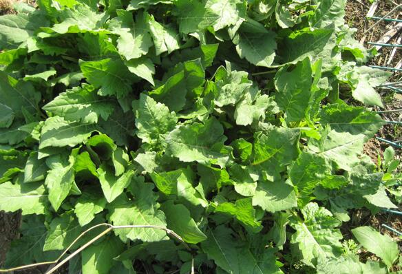 1675776505907656.jpg 串葉松3.jpg