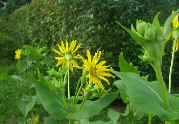 1675776525363019.jpg 串葉松.jpg