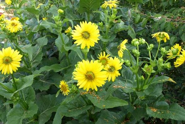 1675776547749281.jpg 串葉.jpg