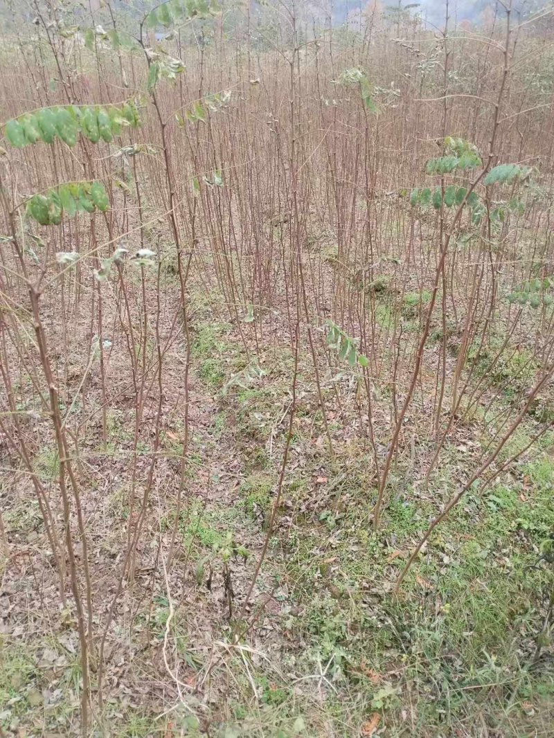 刺槐小苗刺槐苗