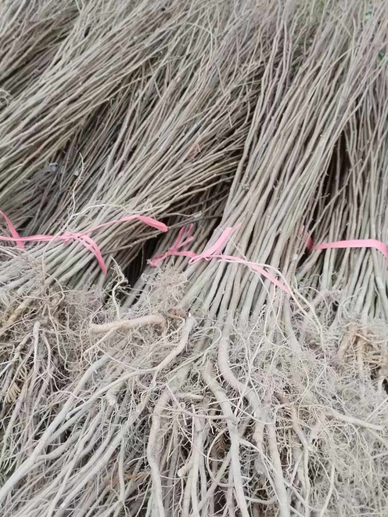 刺槐小苗刺槐苗