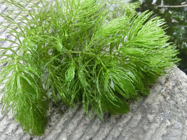 金魚藻水生沉水植物水草lvcaod.com 金魚藻水生沉水植物水草lvcaod.com