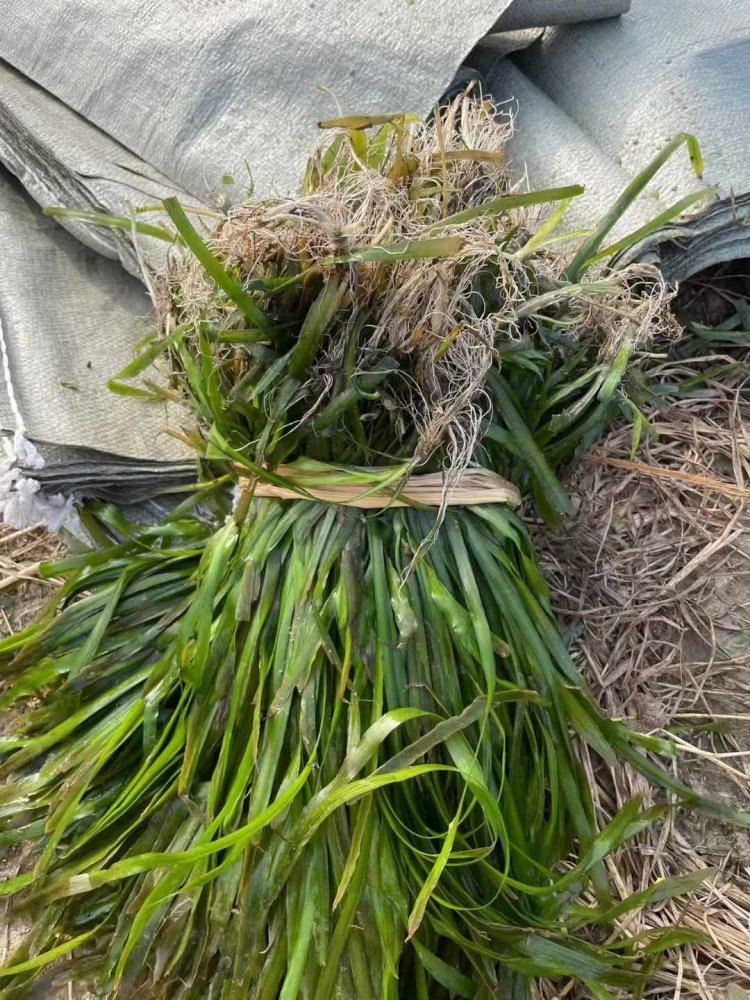 沉水植物苦草常綠水草lvcaod.com 沉水植物苦草常綠水草lvcaod.com