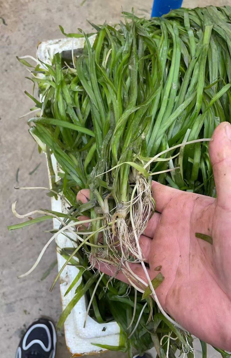 沉水植物苦草 沉水植物苦草