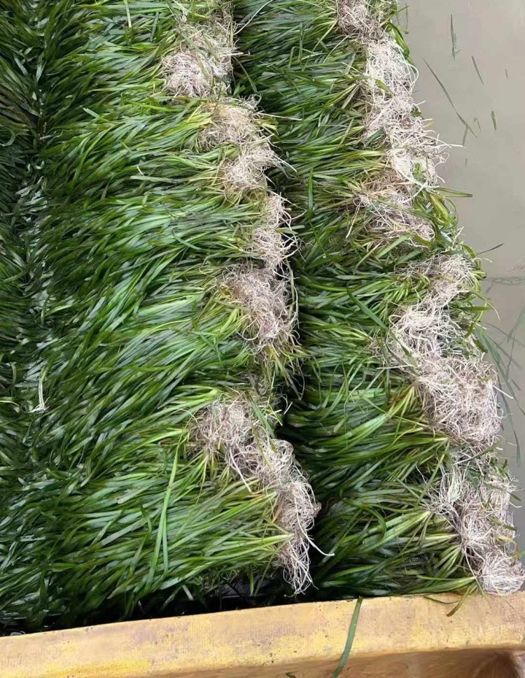 沉水植物苦草常綠水草lvcaod.com 沉水植物苦草常綠水草lvcaod.com