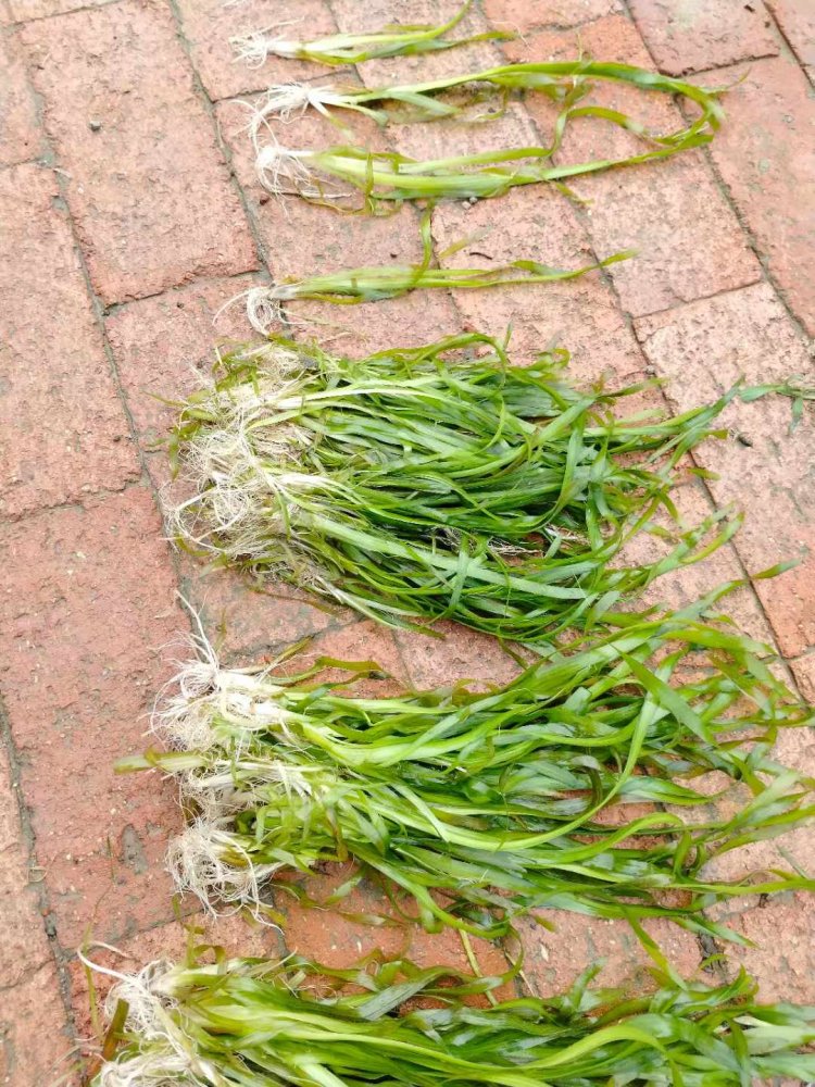 沉水植物苦草常綠水草lvcaod.com 沉水植物苦草常綠水草lvcaod.com