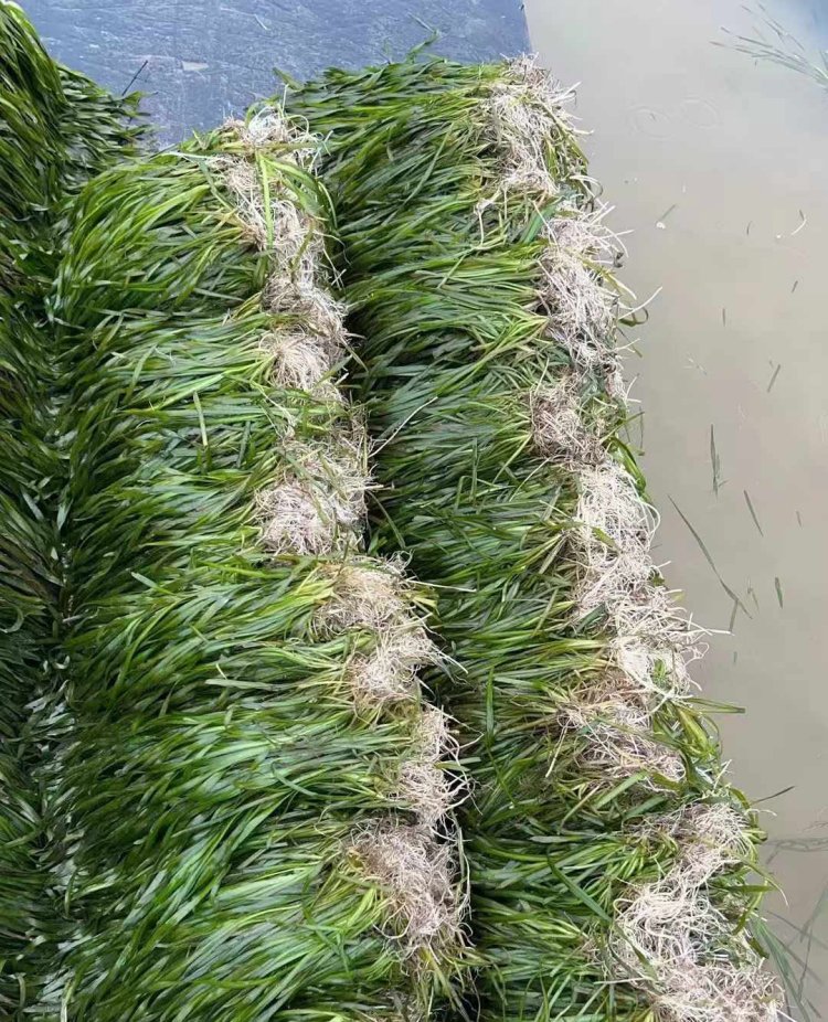 沉水植物苦草常綠水草 沉水植物苦草常綠水草