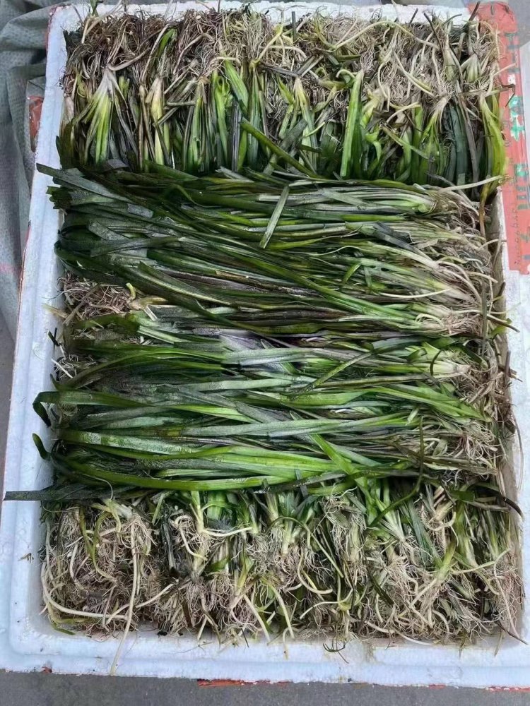 沉水植物苦草常綠水草lvcaod.com 沉水植物苦草常綠水草lvcaod.com