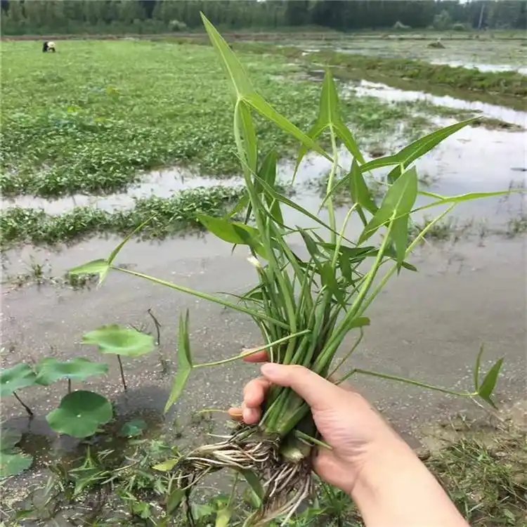 慈菇苗盆栽容器苗杯苗