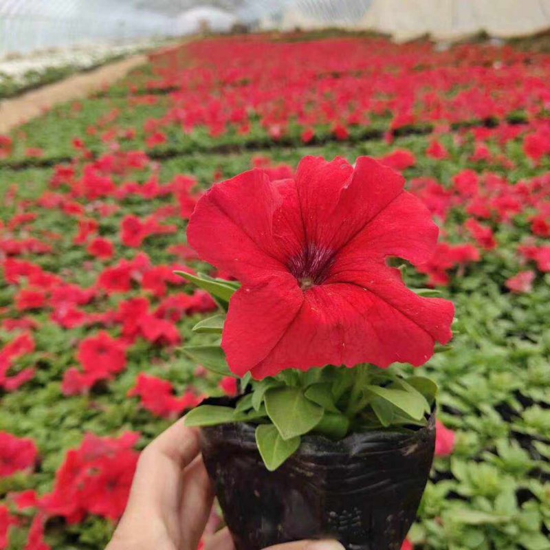 正紅大紅色矮牽?；ǘ?/>
</p>
<p style=