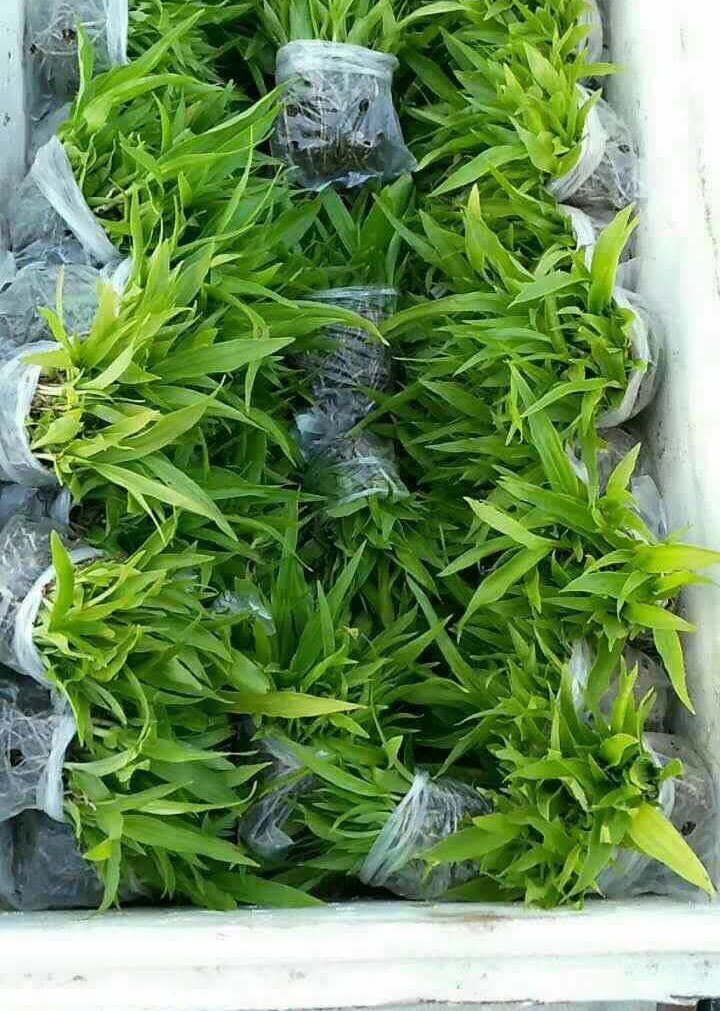 白芨種苗 白芨種苗