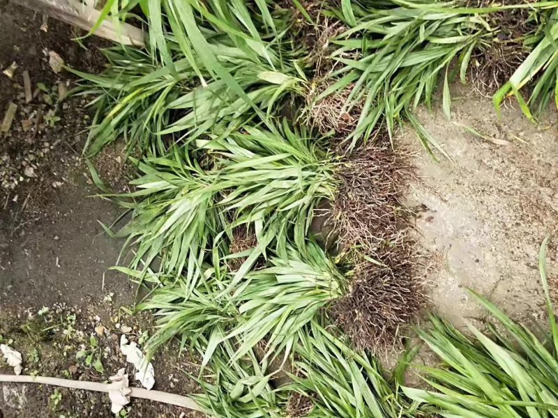 白芨種苗 白芨種苗