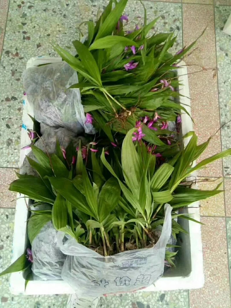 白芨種苗 白芨種苗