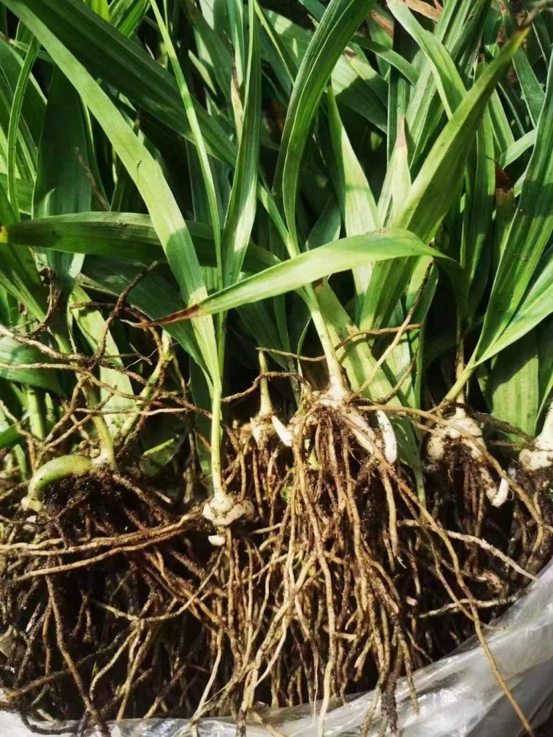 白芨種苗 白芨種苗