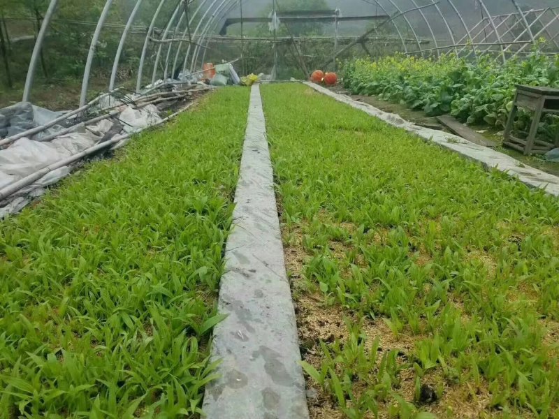 白芨種苗開花葉子 白芨種苗開花葉子