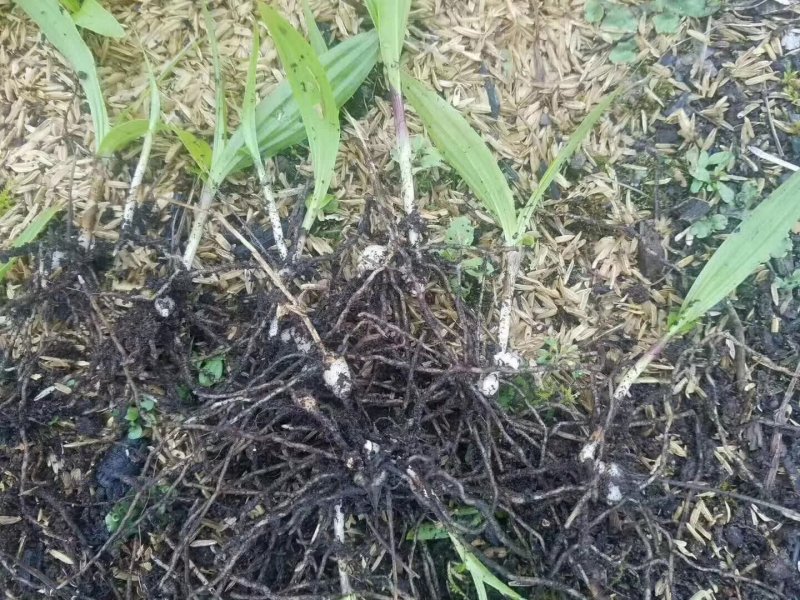 白芨種苗 白芨種苗