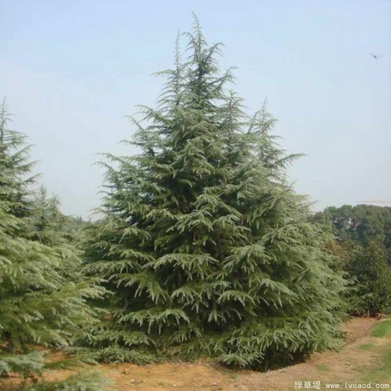 雪松圖片雪松基地實(shí)拍