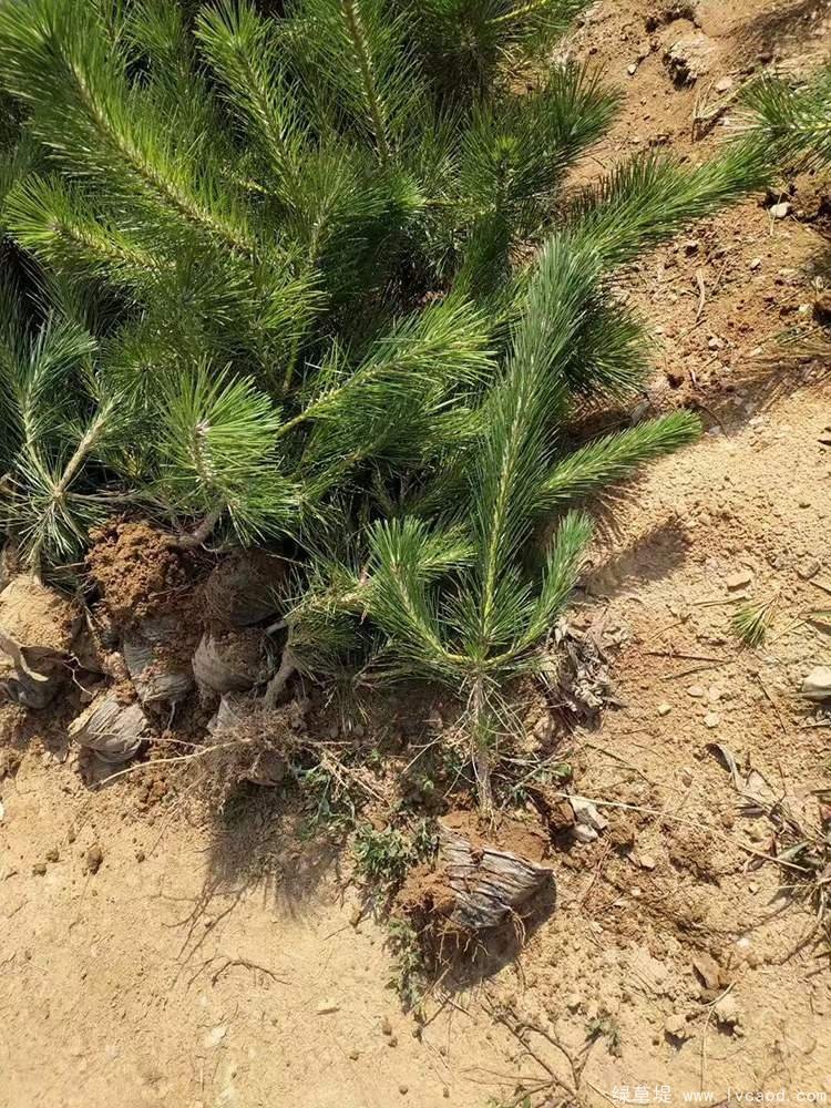 馬尾松圖片基地實(shí)拍