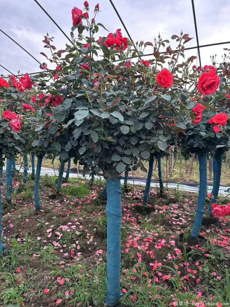 月季樹(shù)圖片樹(shù)樁月季