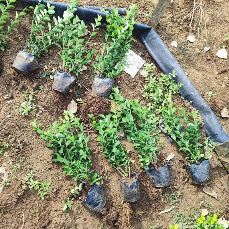 衛(wèi)矛苗大杯容器苗盆栽