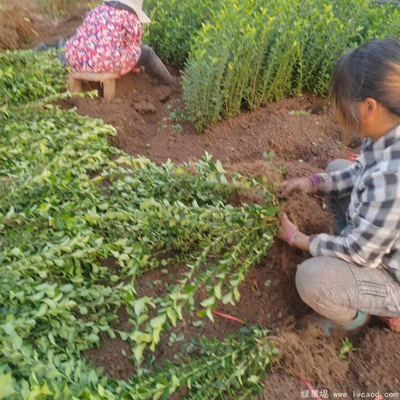 衛(wèi)矛苗裸根地栽苗