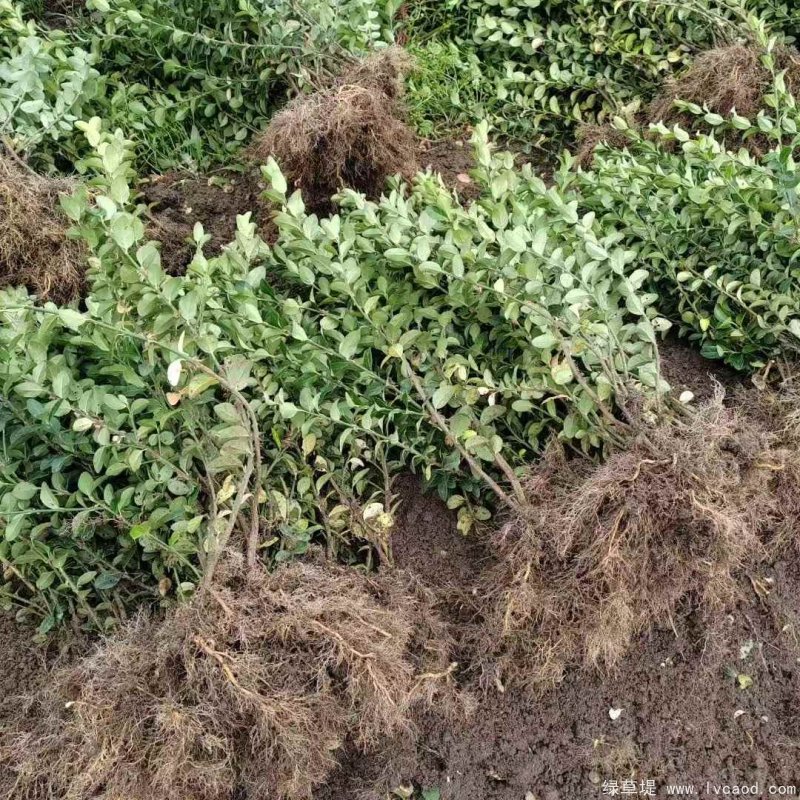 衛(wèi)矛苗裸根地栽苗