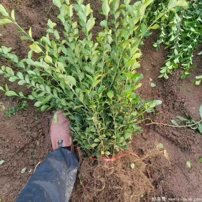 衛(wèi)矛苗裸根地栽苗