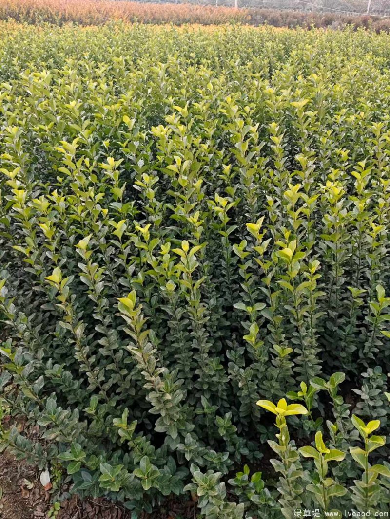 衛(wèi)矛苗裸根地栽苗