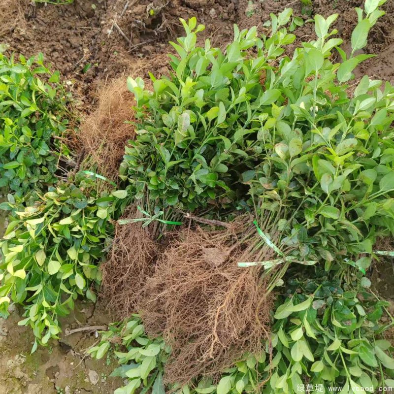 衛(wèi)矛苗裸根幼苗床苗