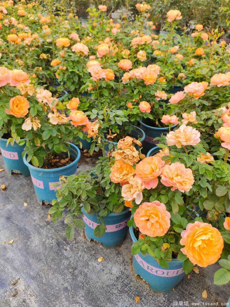 微型月季鉆石月季