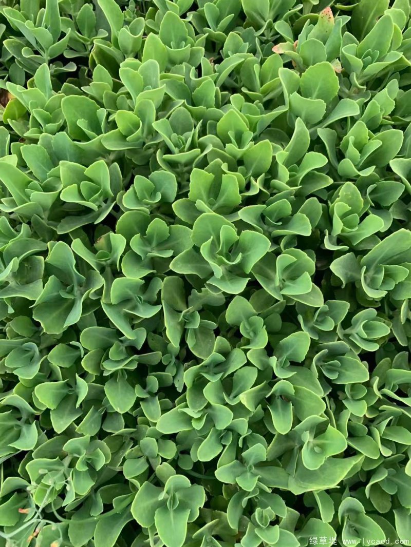 八寶景天盆栽杯苗容器苗