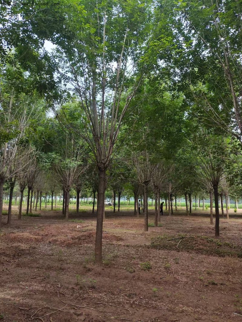 白蠟樹行道樹落葉大喬木