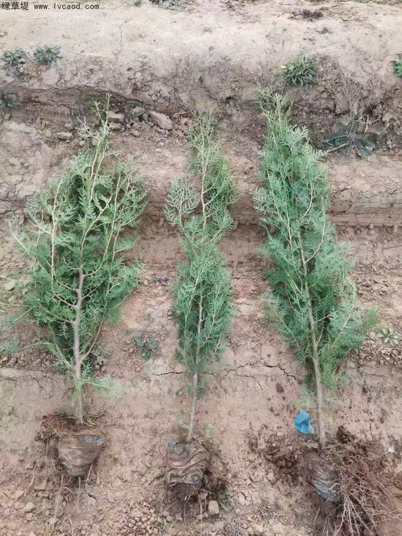 側(cè)柏苗杯苗袋苗容器苗