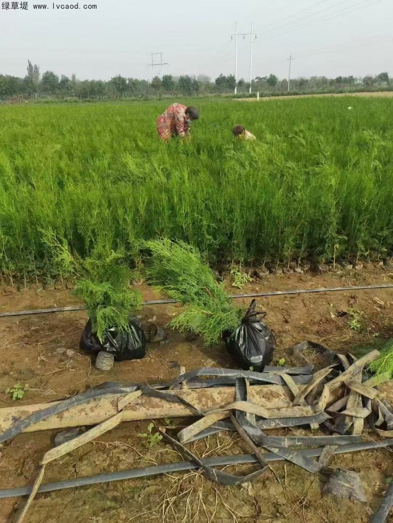 側(cè)柏苗杯苗袋苗容器苗