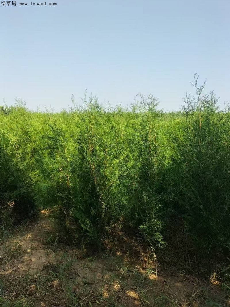 側(cè)柏苗杯苗袋苗容器苗