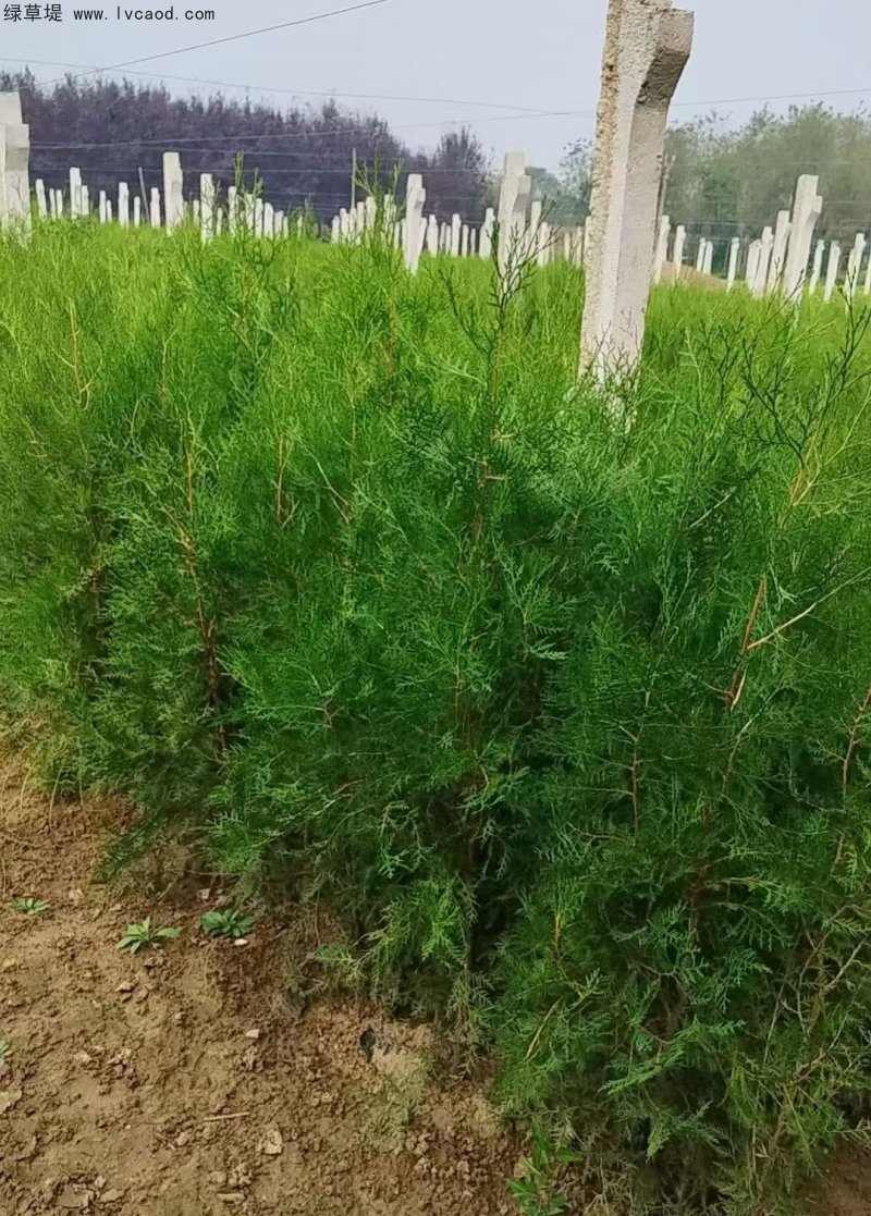 側(cè)柏苗杯苗袋苗容器苗