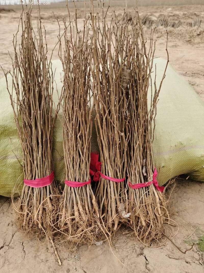 一年生刺槐樹槐樹苗