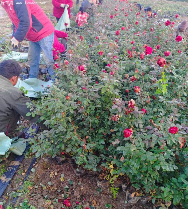 大花月季杯苗袋苗容器苗