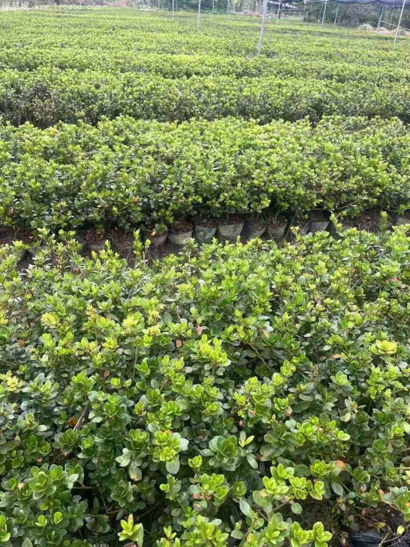 夏季開(kāi)花的杜鵑花杜鵑苗 夏季開(kāi)花的杜鵑花杜鵑苗