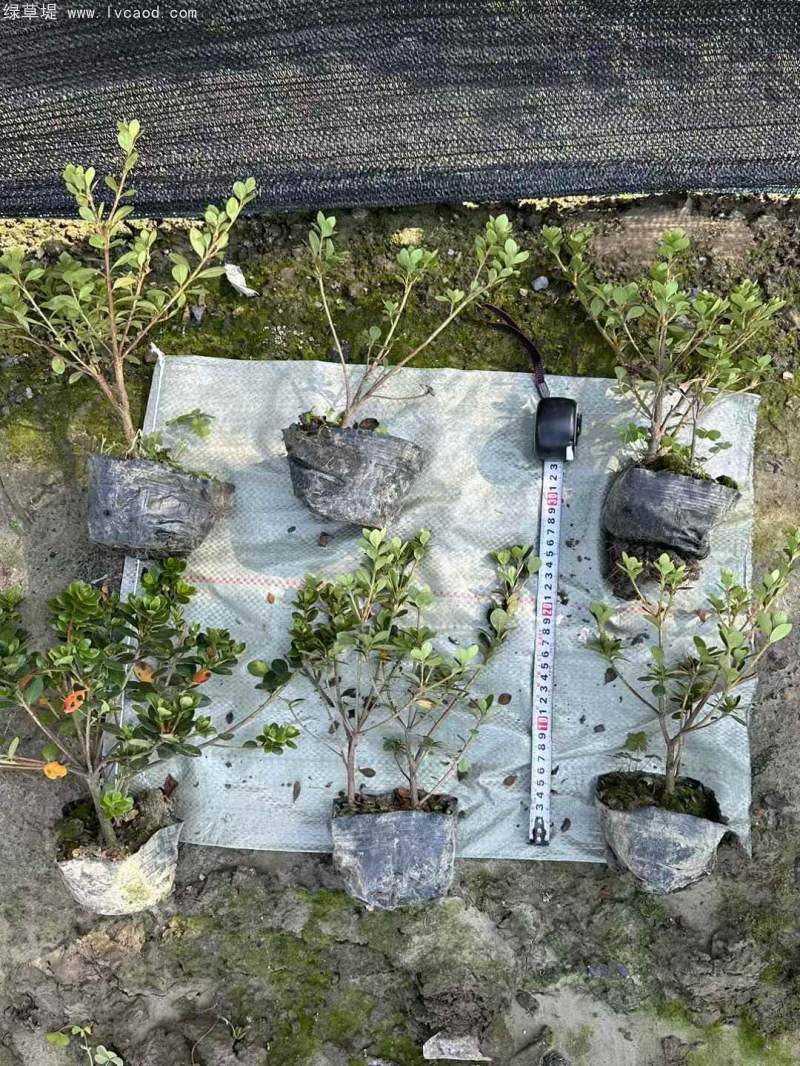 夏鵑杜鵑花杜鵑苗 夏鵑杜鵑花杜鵑苗