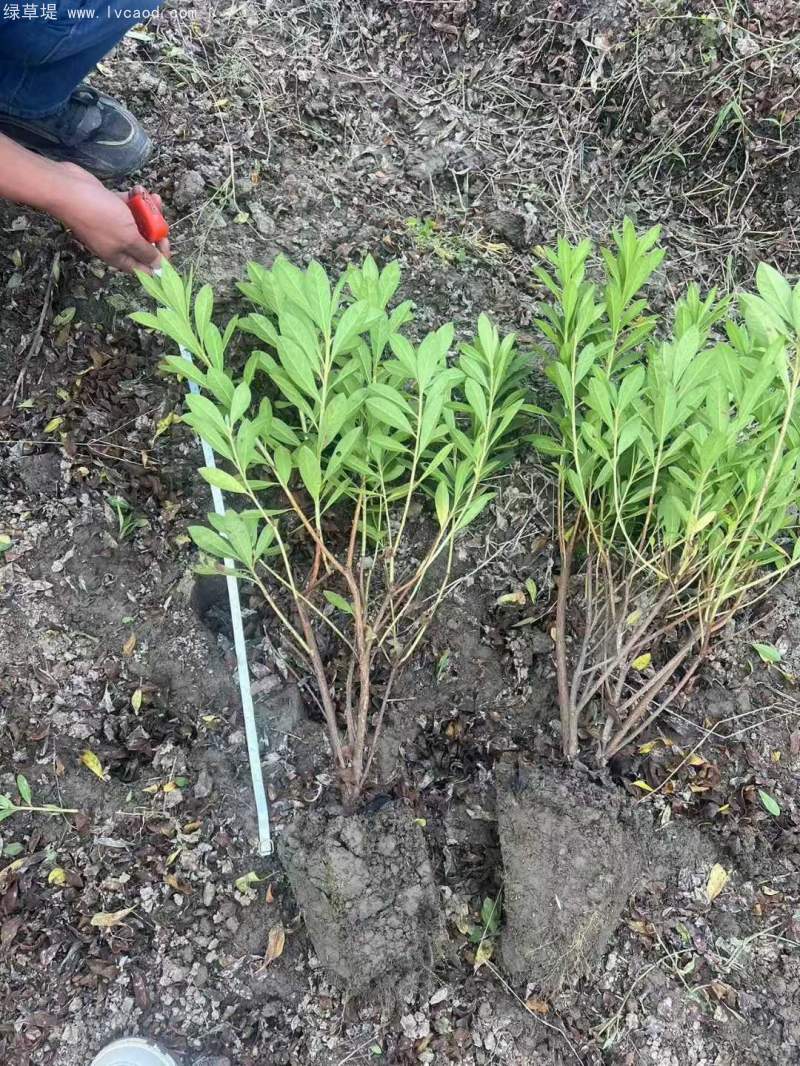 毛杜鵑花杜鵑苗 毛杜鵑花杜鵑苗