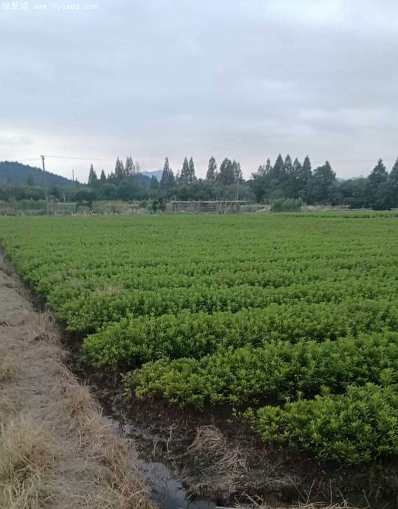 杜鵑花杜鵑苗 杜鵑花杜鵑苗