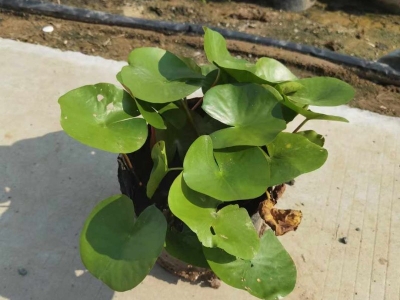 睡蓮苗盆栽裸根苗