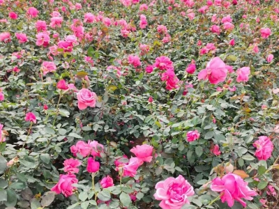 大花月季杯苗袋苗容器苗