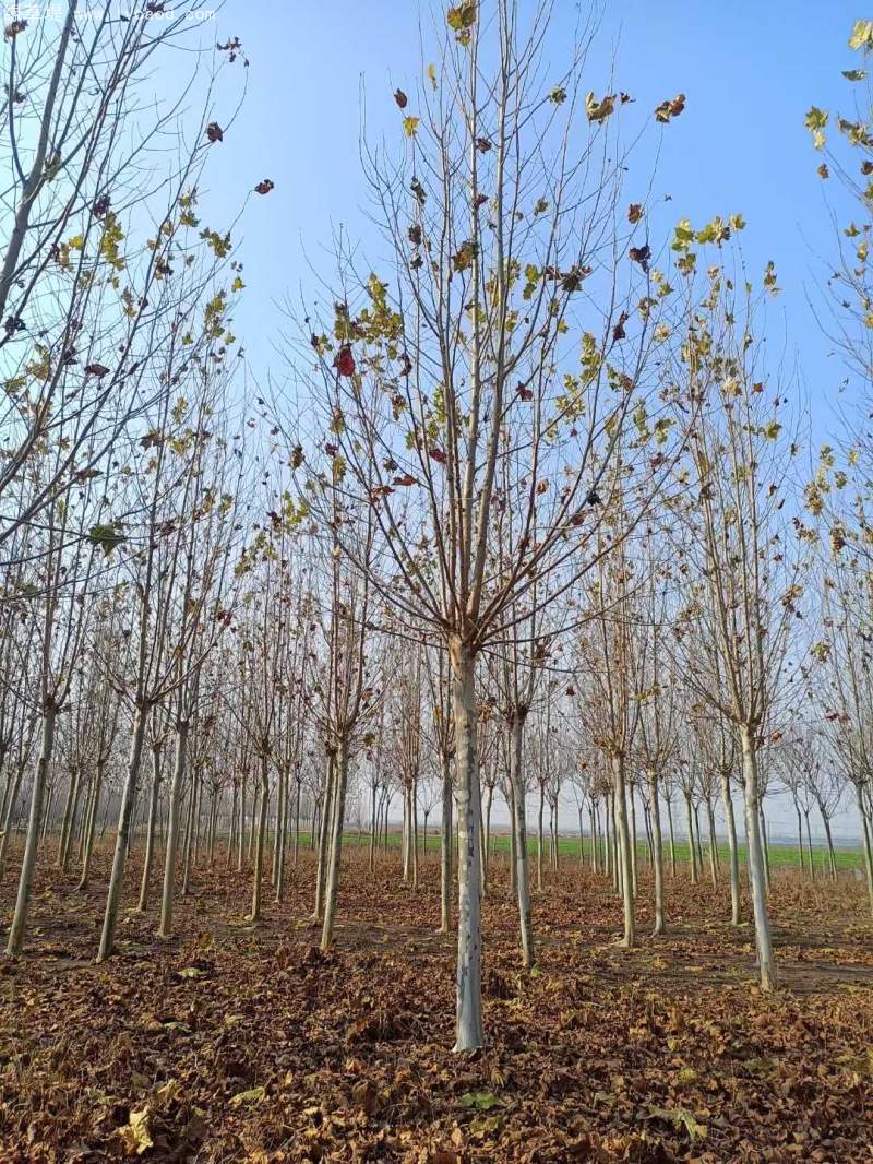 法桐樹高大落葉喬木行道樹