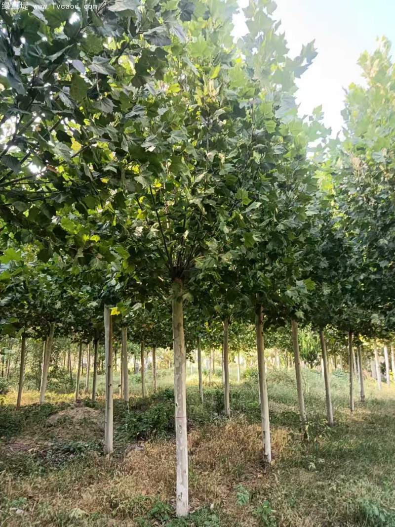 法桐樹高大落葉喬木行道樹