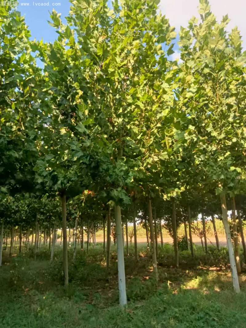 法桐樹高大落葉喬木行道樹